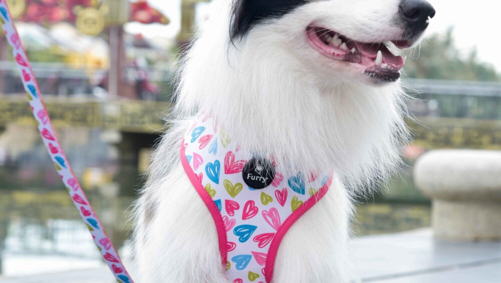 Dog accessories - reversible harness