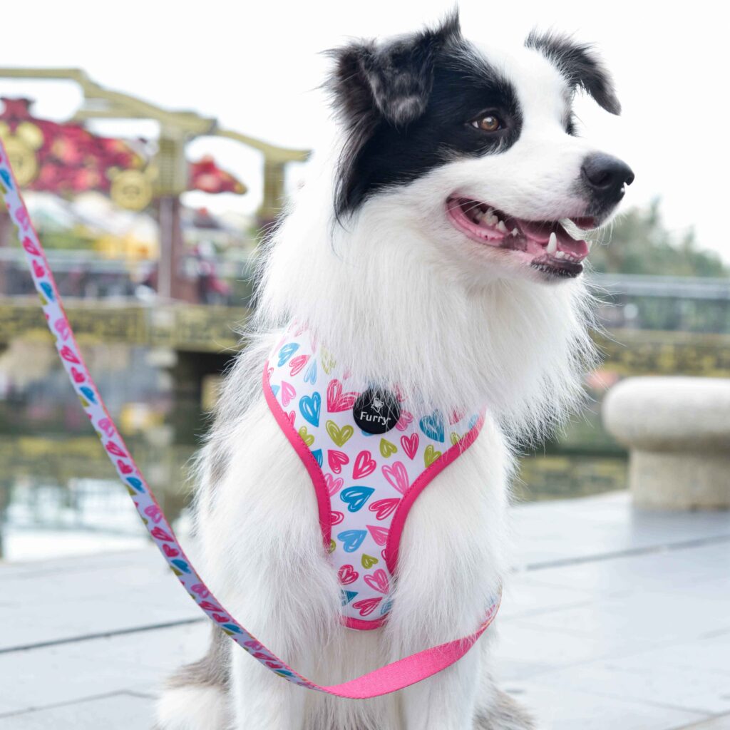 Dog accessories - reversible harness