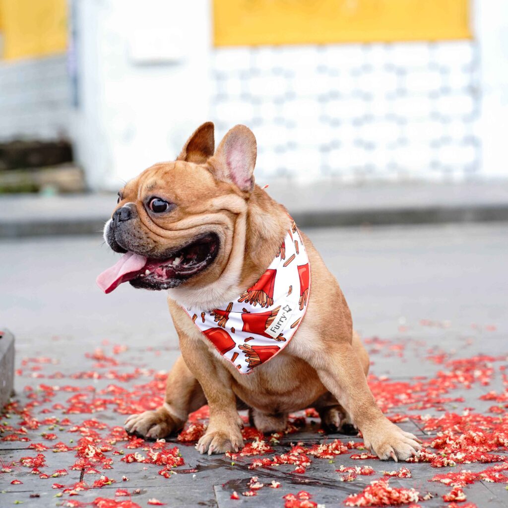 Dog accessories - bandanas